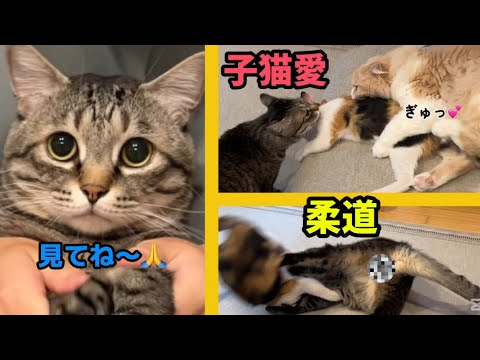 【ラブ❤️注入】子猫愛と突然の柔道‼️はじめての予防接種（前編）#猫 #保護猫