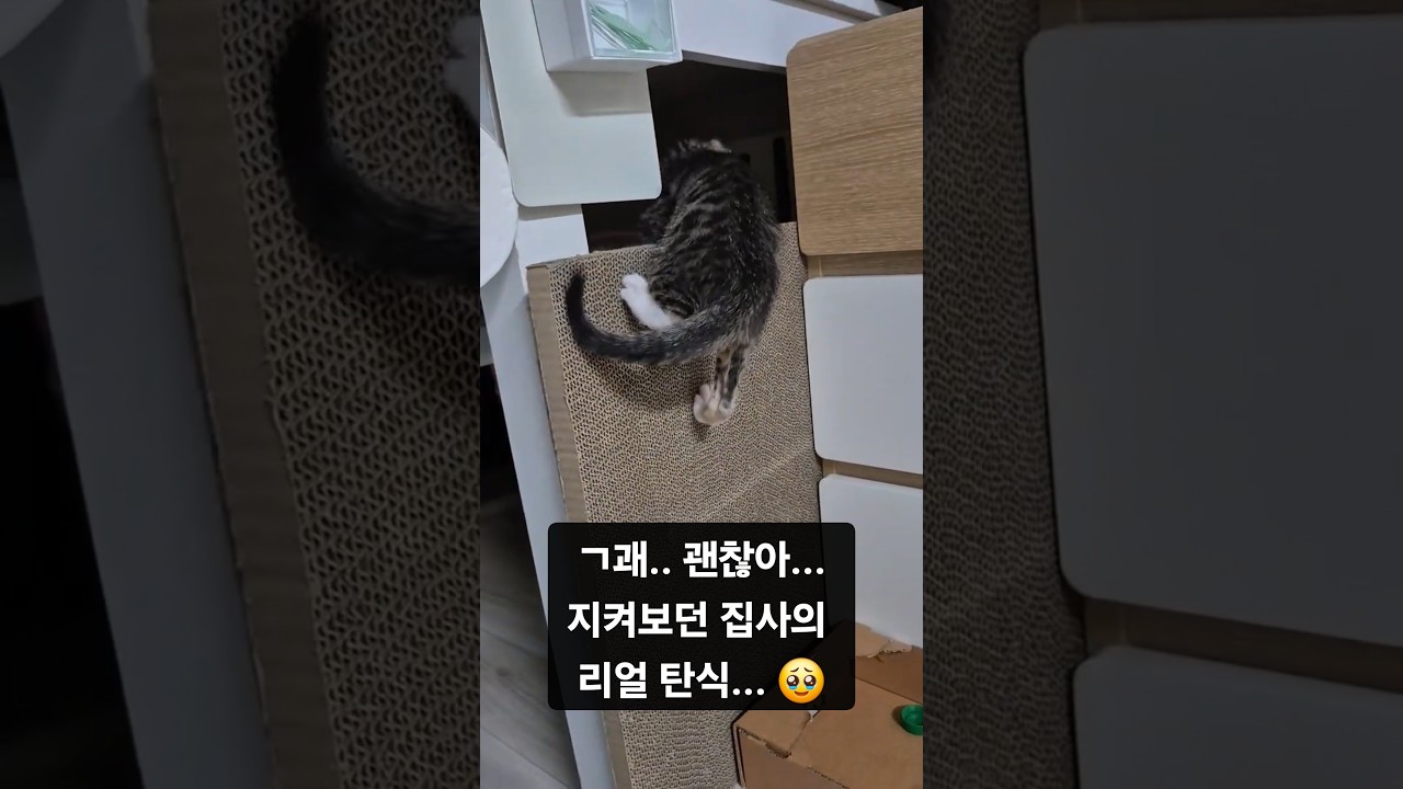 이제 못 올라가는 데가 없어졌습니다.😂 (기특+한숨) #고양이 #고양이일상 #cat