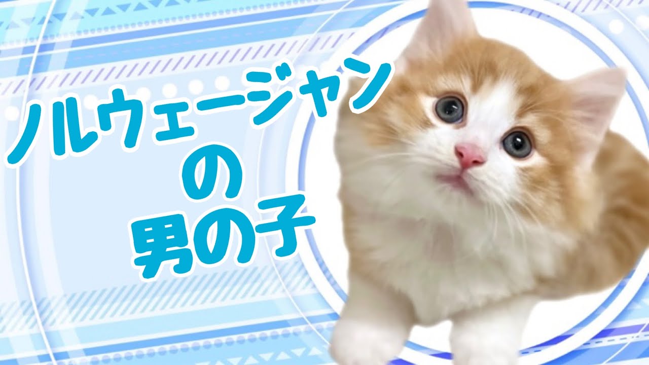 ノルウェージャンフォレストキャットの子猫　（中之島）
