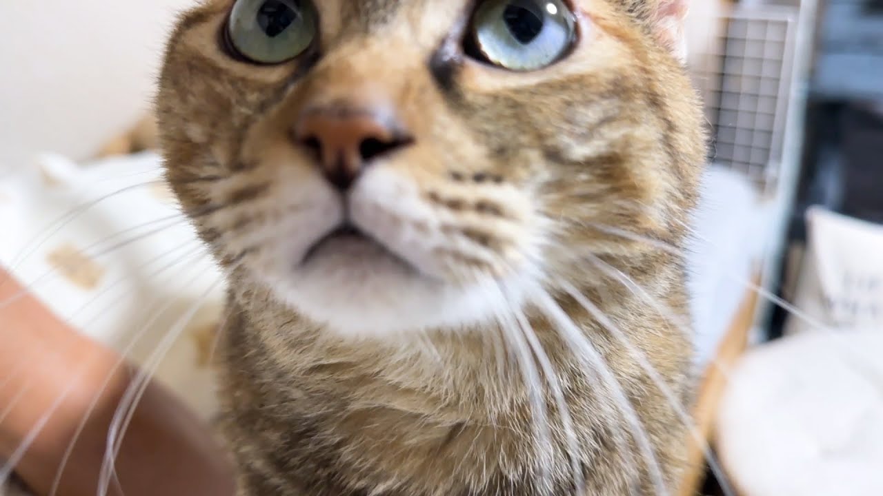 久しぶりの飼い主にも自分のペースを守り続ける麦わら猫はこちらです