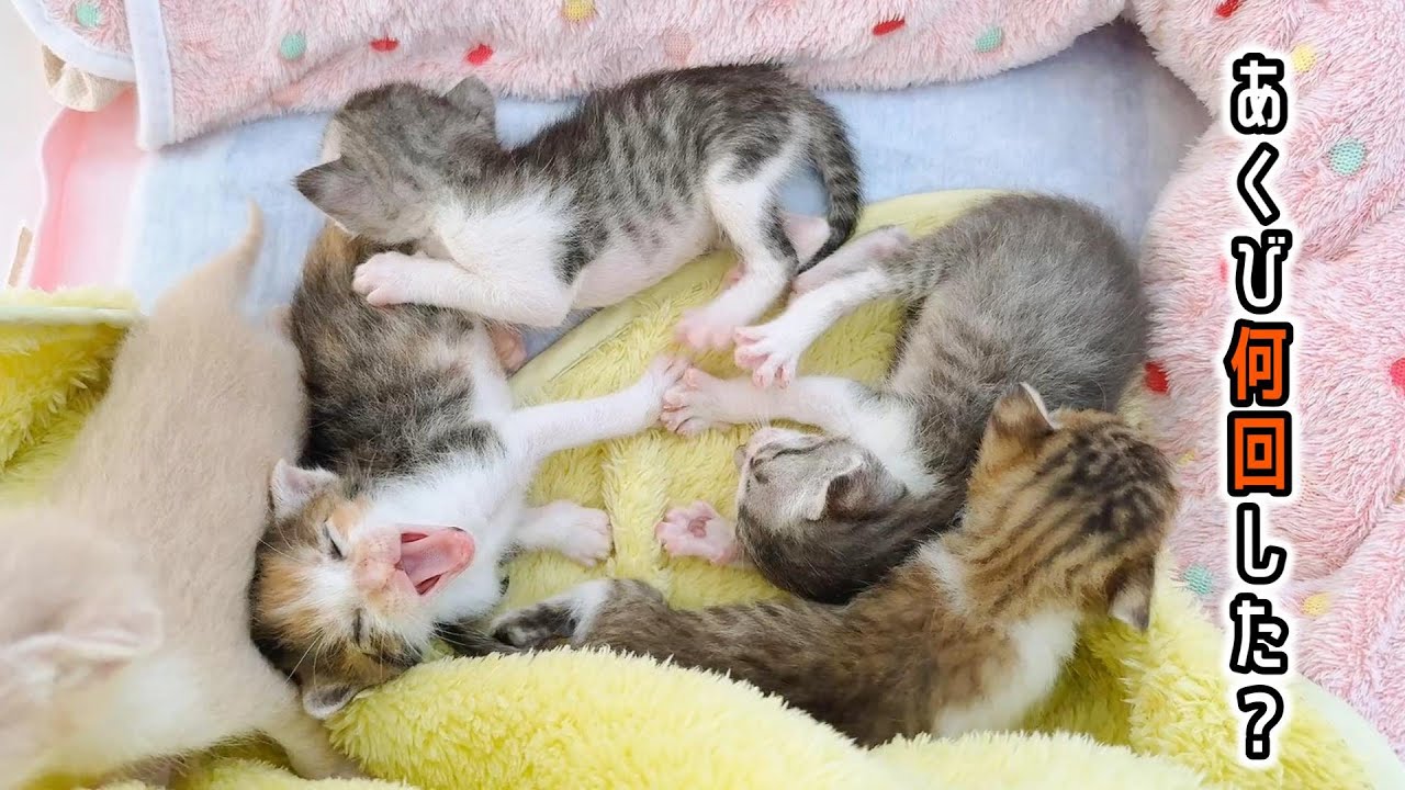 【大連発！】子猫のあくびが止まらない！「ふぁあ～ぁ」見ててあくびが出たら猫好きです【保護猫生活3日目】
