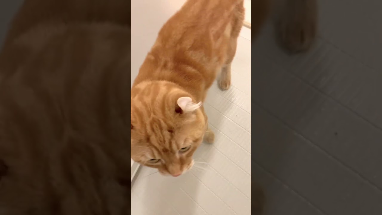 風呂覗きタビー　#猫 #アメリカンカール #cat #shorts