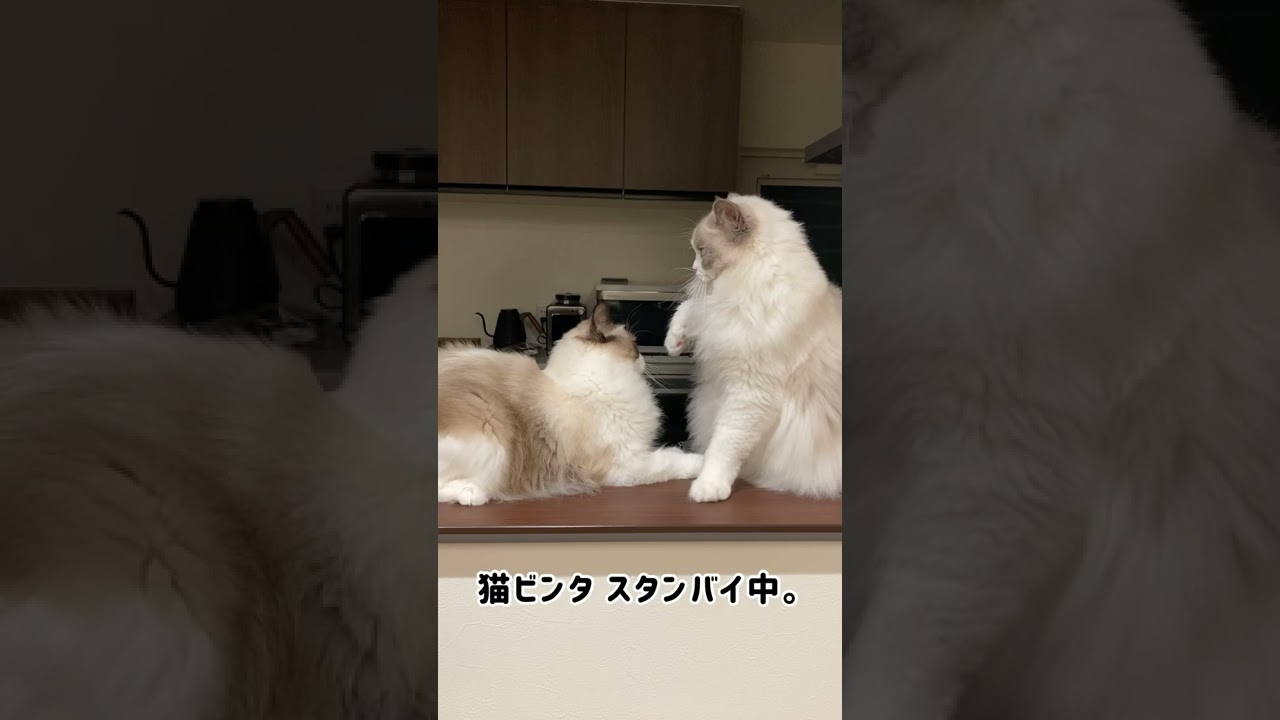 大型種の猫ビンタの威力がこちらです【ラグドール】
