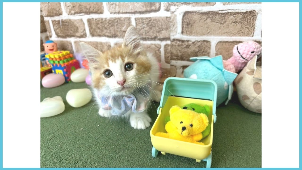 724908 ノルウェージャン・フォレストキャット