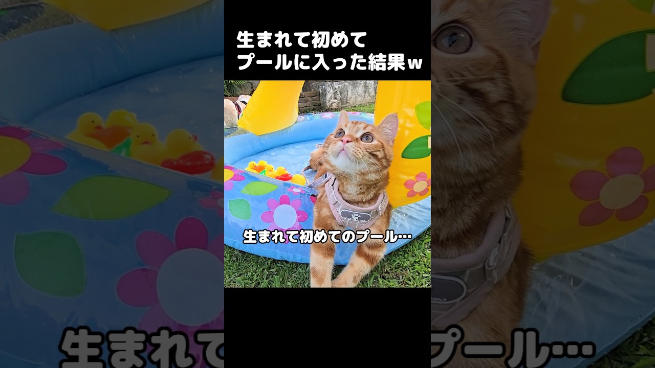 生まれて初めてプールに入った子猫とハスキー犬が...笑#shorts
