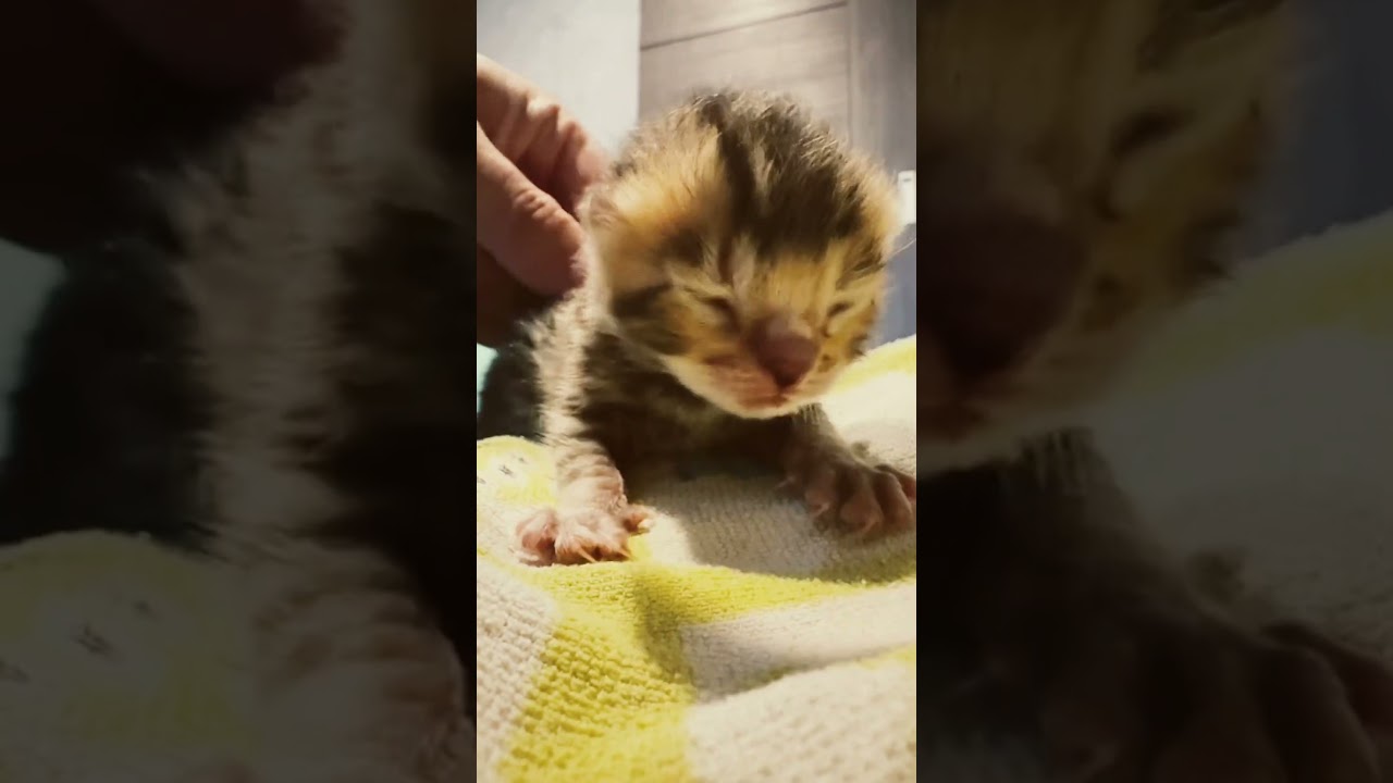 ベンガル子猫【生後4日目】オス（てんちゃん）　#cat #子ネコ #kitten #bengalcat #子猫 #子猫 #猫のいる暮らし #猫のいる生活 #ベンガル #ベンガル猫