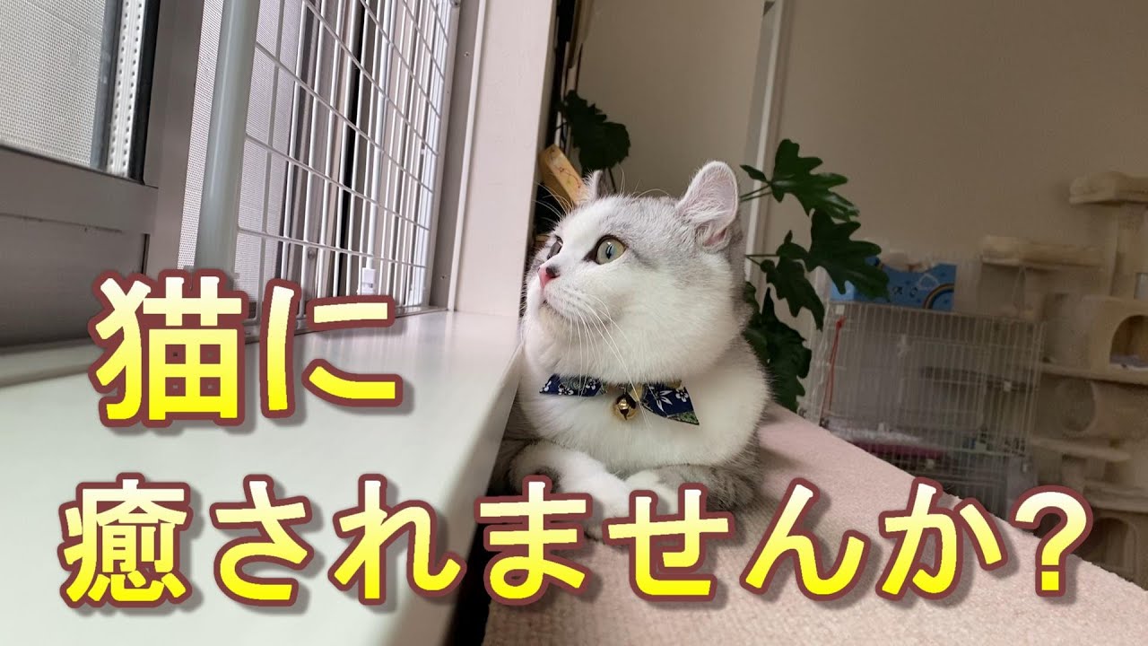 【映画風】猫と飼い主の癒しの風景【アメリカンカール】