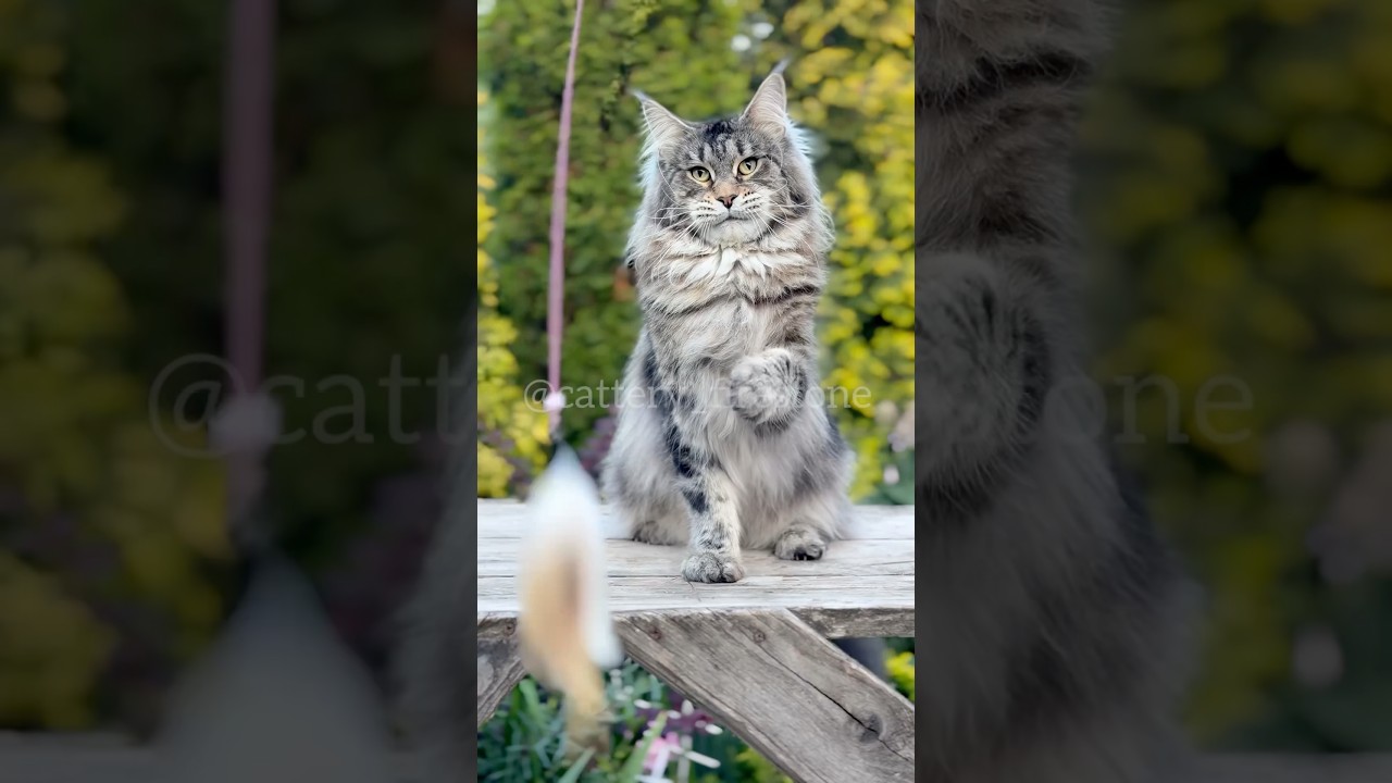 Frost, Maine Coon male