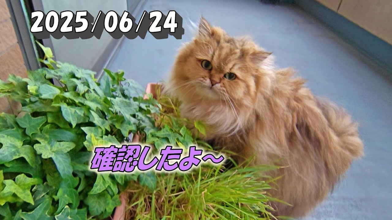 強風対策で床に畳まれてた洗濯物干しを嫌がるひとみ　Persian cat Hitomi's relaxing days 2025/06/24