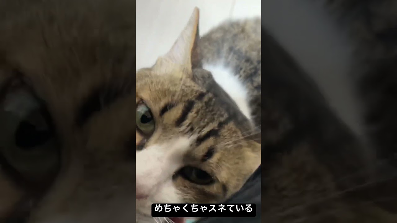 めちゃくちゃわかりやすくスネてるやつ #cat #猫 #ねこ #キャット #shorts