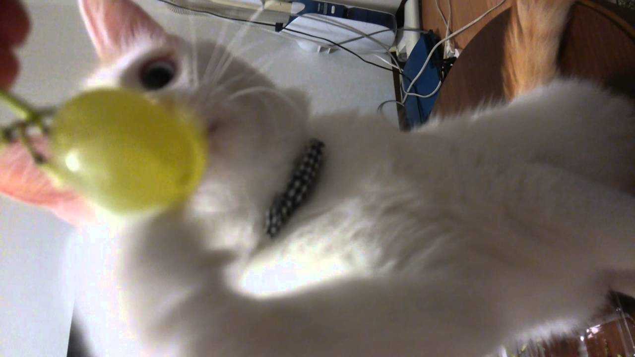 ターキッシュバン♪ぶどうときなこ