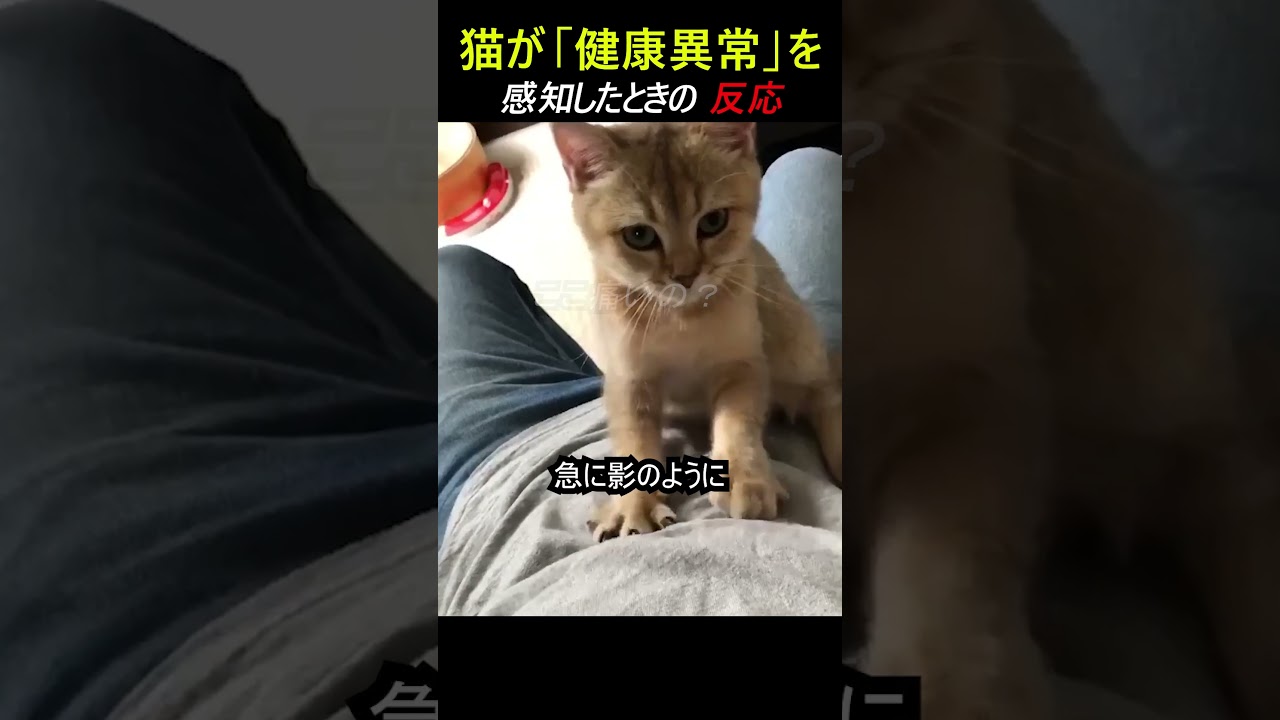 猫が「健康異常」を感知したときの 反応