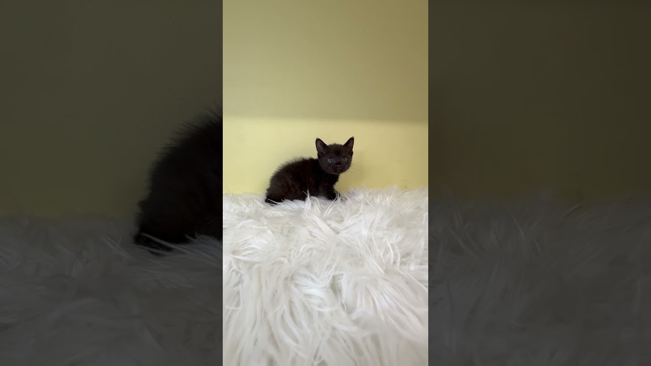 ボンベイ ブラックカラーの女の子♡