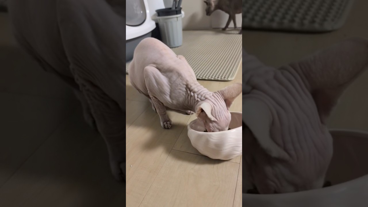 毛のない猫のご飯タイム【スフィンクス】