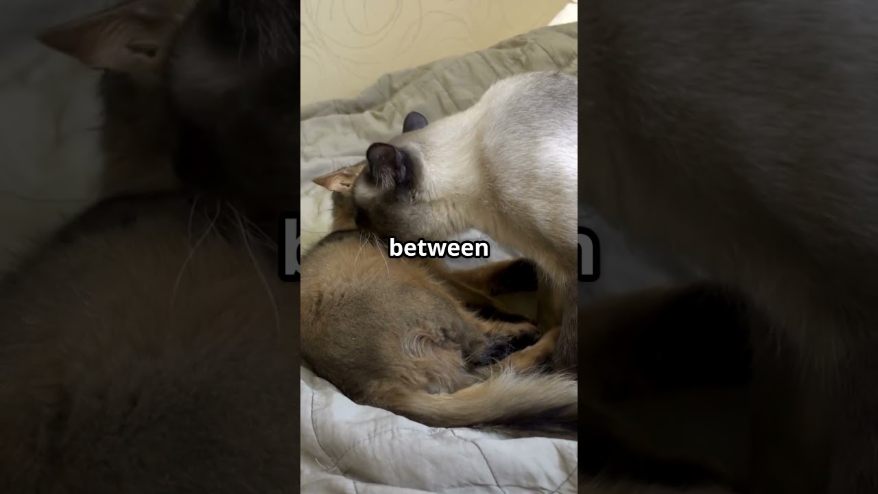 Tonkinese Cats: The Playful Companions You Need! #TonkineseCats #CatBreeds #PlayfulPets #CatLovers