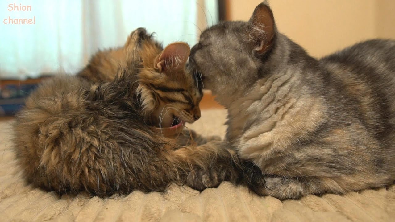 トライアル前日の思わぬハプニングでみんなから心配される子猫