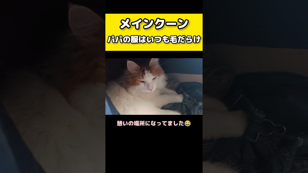 可愛いからしょうがないね😂 #メインクーン #猫 #猫のいる暮らし#cat #mainecoon #catlover​  #catshorts​ #cute​ #cutecat​ #fyp​