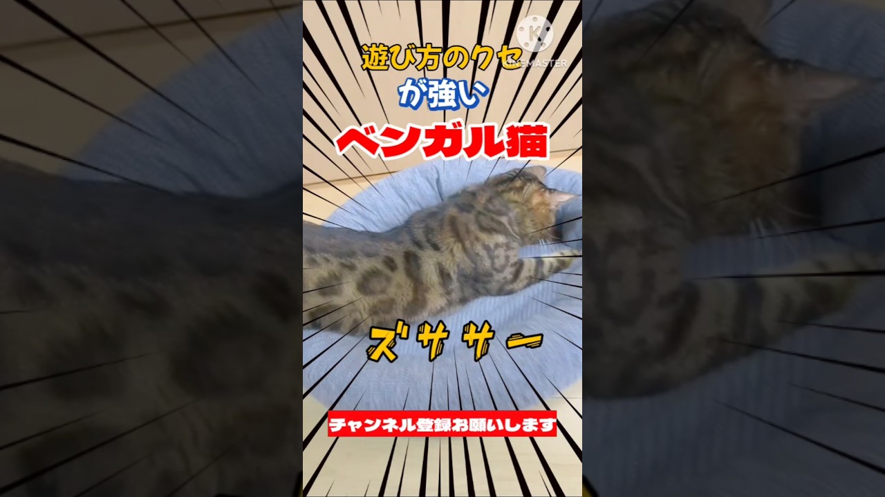 【ベンガル猫】遊び方のクセが強いベンガル猫 #クセツヨ 猫 #おもしろ