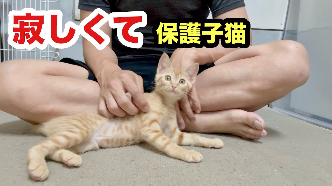 寂しすぎて甘え度アップしてる保護子猫