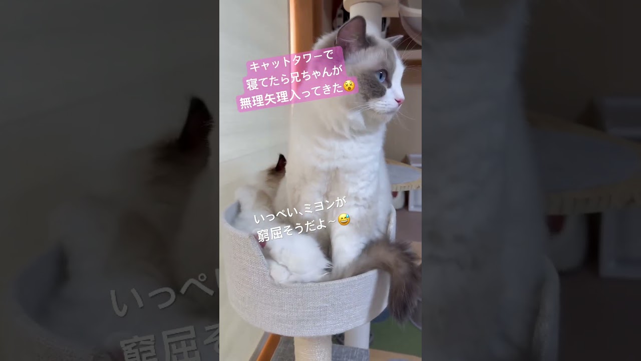 妹にまとわりつく兄🐈　#いっぺいdialy #ラグドール #猫のいる暮らし #猫好きさんと繋がりたい