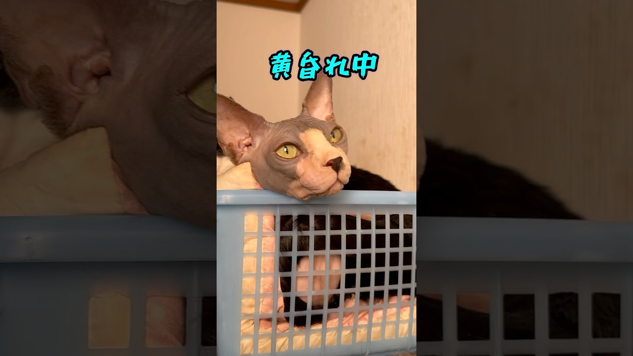 あなたの知らない猫はスフィンクス#shorts#cat #猫のいる暮らし #猫 #sphynx