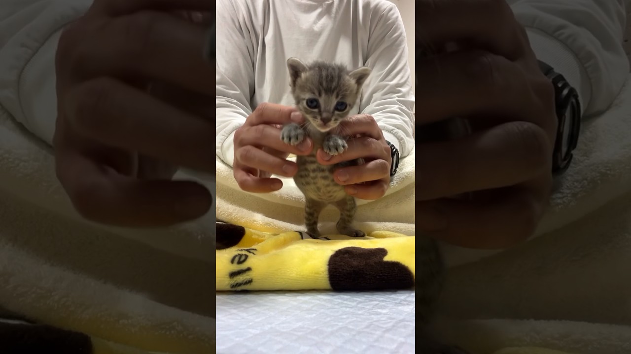 施設の前に捨てられた子猫を保護しました