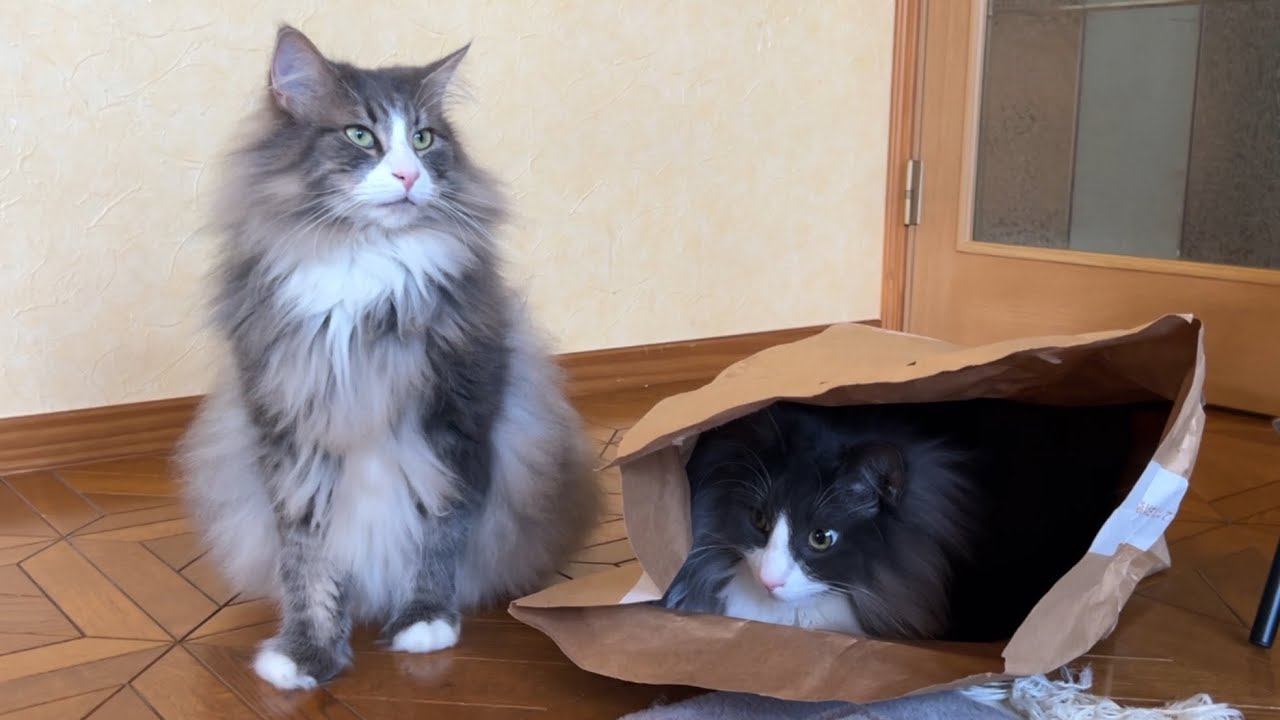 【お家🏠】大きな袋のおうちが気に入っちゃったもふ猫たち♡ノルウェージャンフォレストキャットとターキッシュアンゴラ