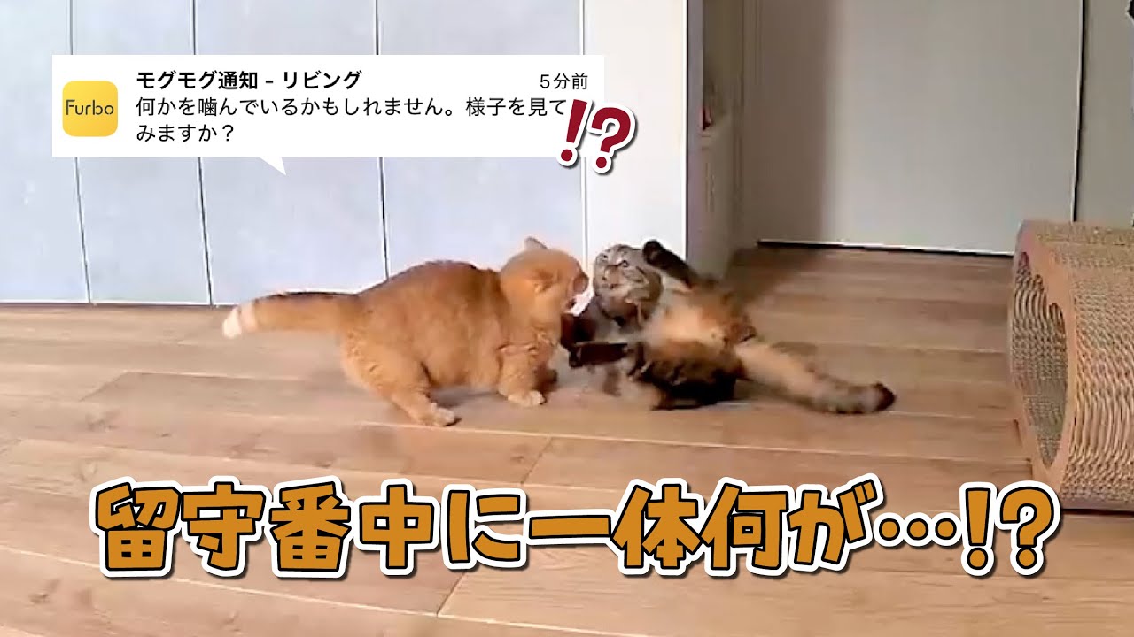 ペットカメラからありえない通知が来たので覗いてみたら猫たちが…！？