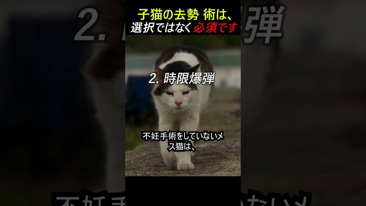 子猫の去勢 術は、選択ではなく必須です
