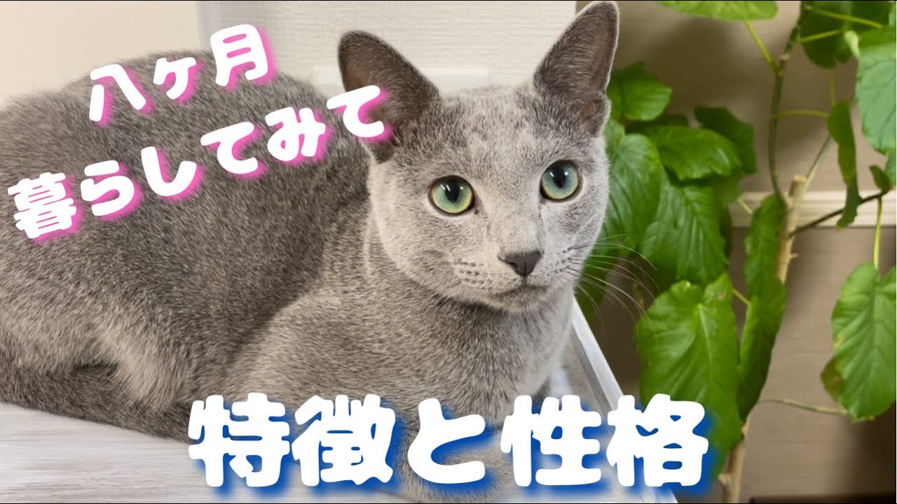 ウチに来てくれたロシアンブルーはこんな感じ！