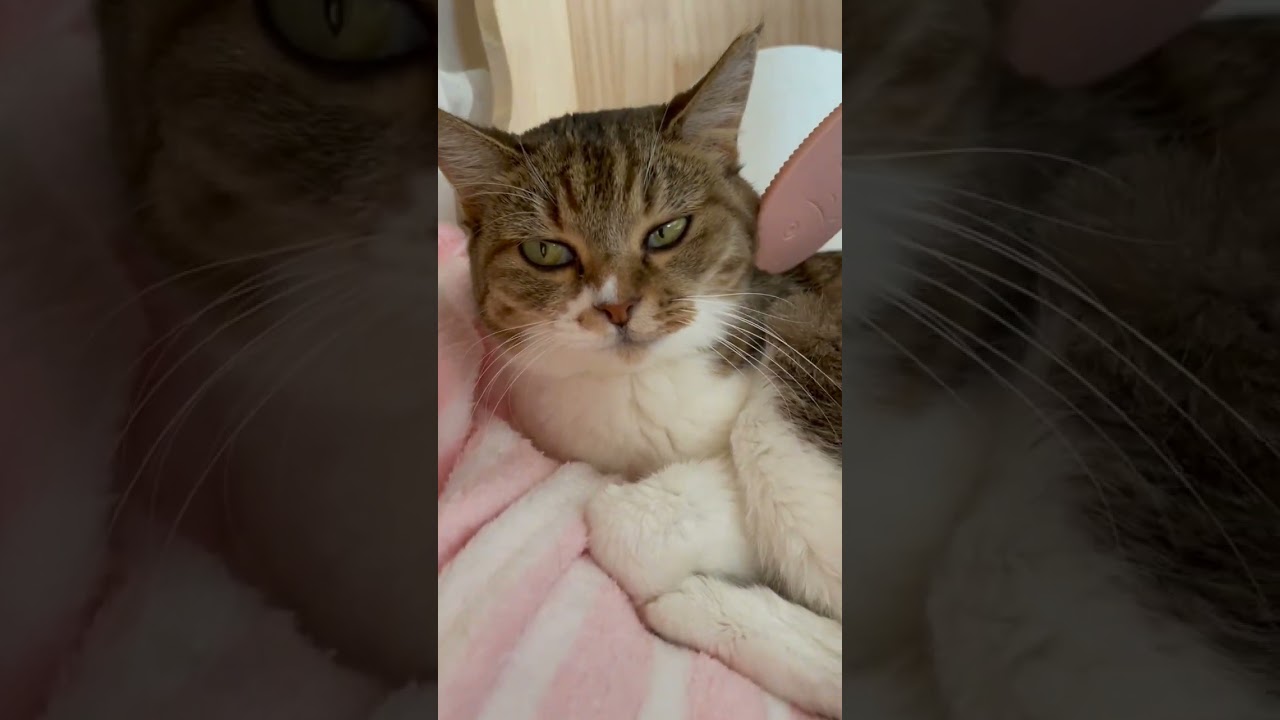 未公開ショート・キャットタワーの上で撫でられて満足そうな保護猫 #shorts