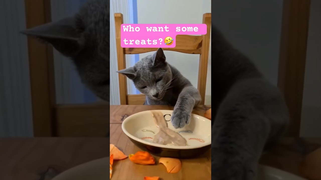 Best friends should be treated well 🤣 #cat #funny #shorts #love #lucu #kediri #katze #kitten #fyp