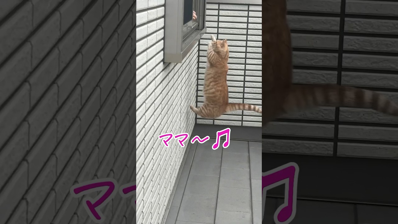 【決定的瞬間】窓までジャンプする短足猫が凄い！ #cat #マンチカン #猫かわいい
