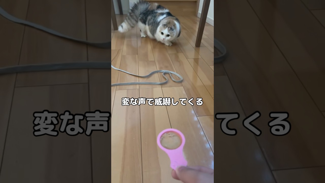原因分かる方いますか？陰陽師猫になってしまった😢 #マンチカン #陰陽師 #shorts