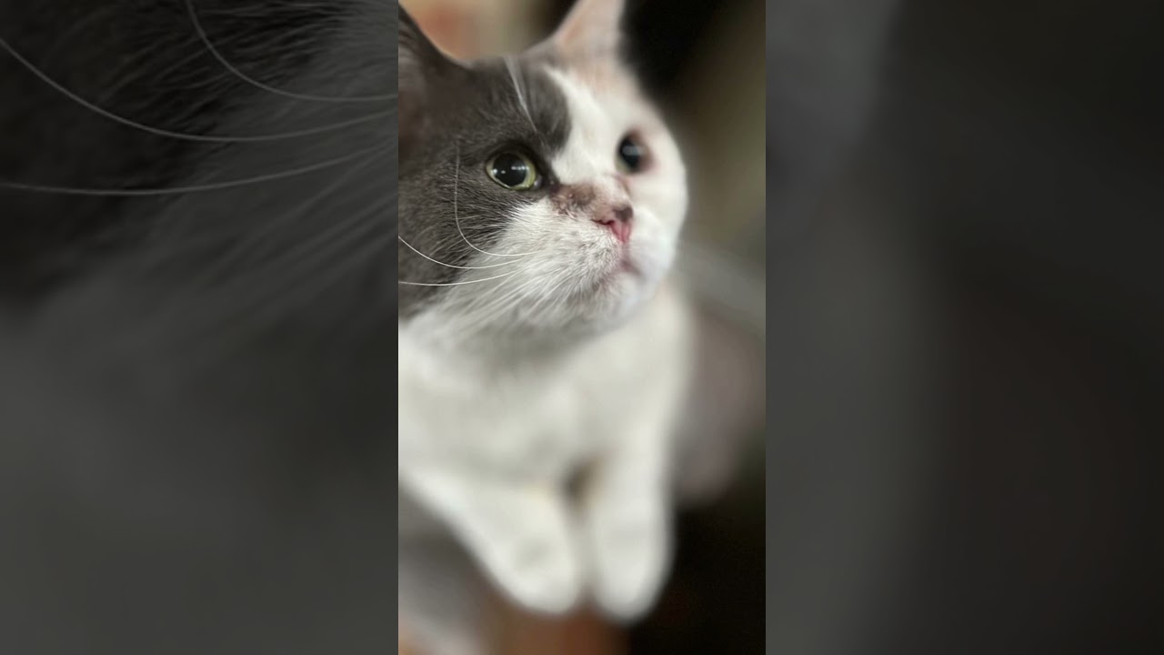 うちの猫2025.7.8#立ち耳スコティッシュフォールド #ねこ #ねこのいる暮らし #ねこ動画 #ねこのいる生活 #ねこ好き #ねこのいる日常