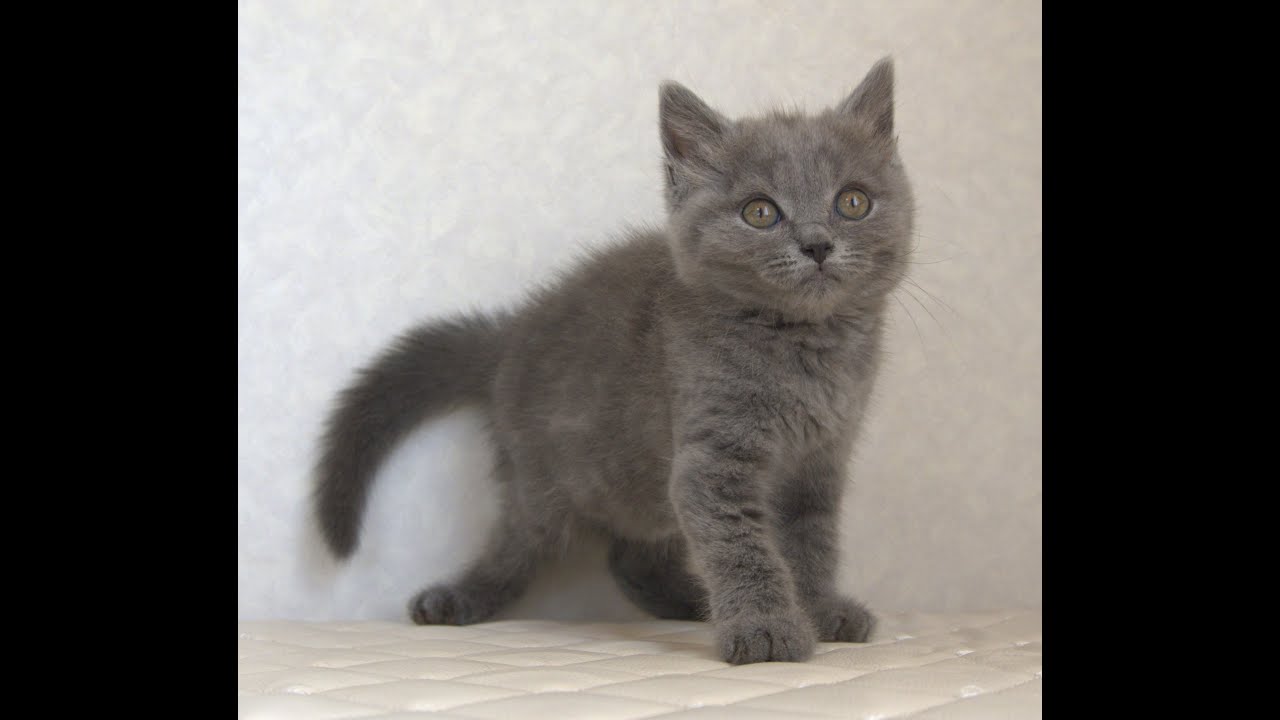 ブリティッシュショートヘアー子猫　British Shorthair　2025.4.4産まれ　ブルー　男の子　シーダキャット猫のお店