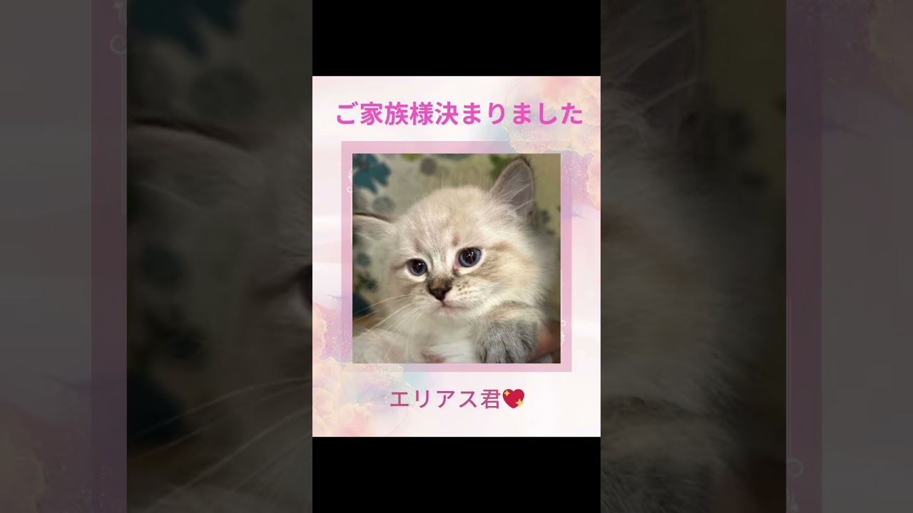 サイベリアンのエリアス君😻ご家族様決まりました💕抱っこができる#子猫をお迎えするなら#サイベリアン 専門店のロイヤルキャッツで💖最高の#こねこ がお待ちしてます#ペットショップ