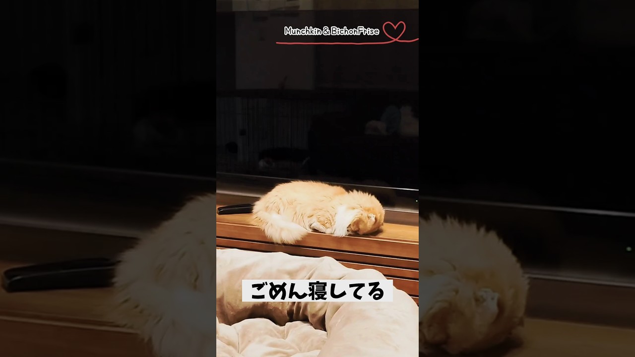 【マンチカン】ごめん寝のフォルムが可愛すぎる女王猫 【犬と猫、両方飼ってると毎日かわいい♥】