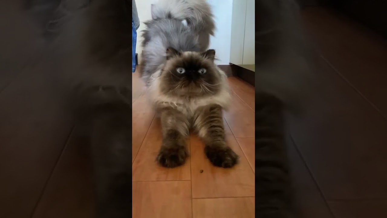 たぬき猫が伸びるだけの動画 #himarayan  #ヒマラヤン  #shorts