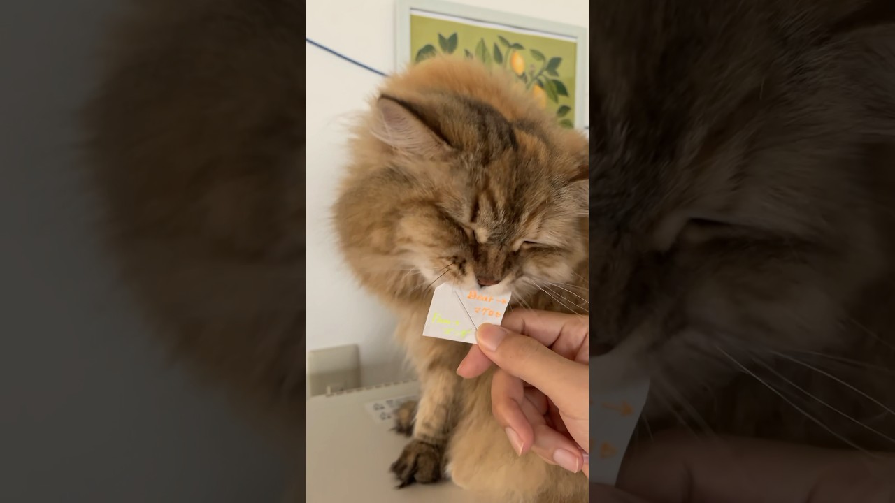 令和の猫が平成の手紙を未読スルーしよる【サイベリアン・マグロ・AI作画イラスト】 #shorts #サイベリアン #令和 #平成 #猫