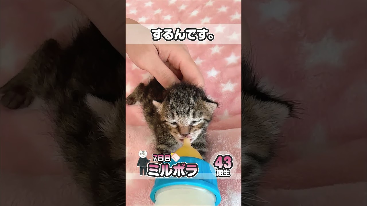 80ｇの小さな黒子猫 よく飲んでコロコロしてるよーみんなシャンプ―しました【保護猫生活7日目】 #kitten #かわいい子猫を毎日紹介しています #子猫のミルボラ #保護猫 #子猫 #猫好き