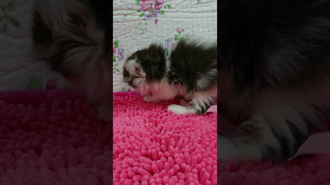 1/22アメリカンカール♀