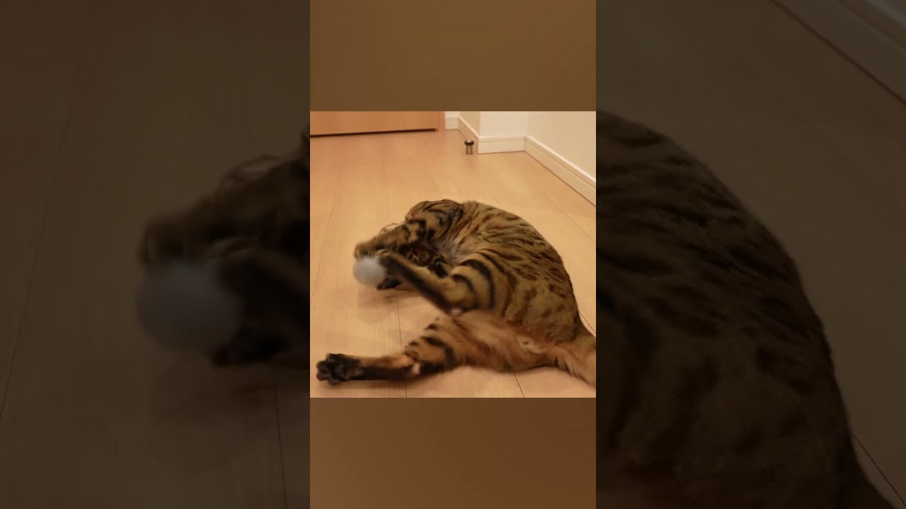 おもちゃ蹴り蹴りキャット　#shorts   #cat