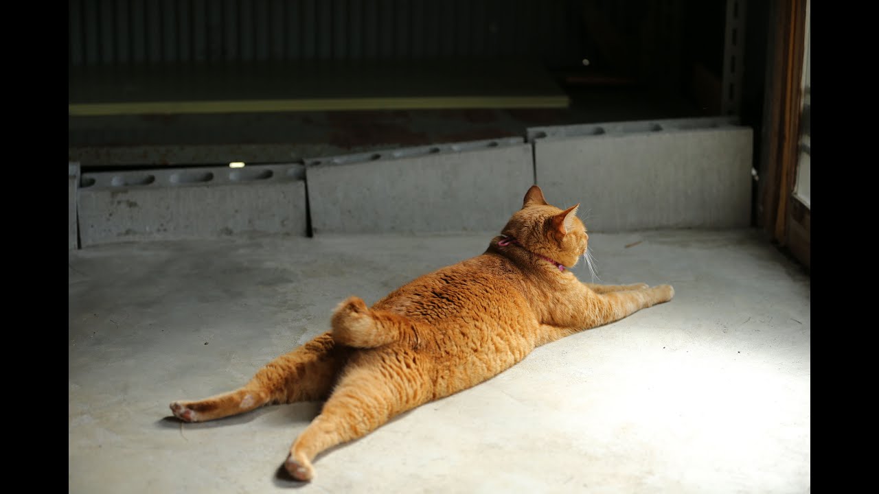 保護猫虎ちゃん、ボス猫に？ジャパニーズボブテイルという猫種の可能性(*^_^*)虎ちゃんも飼い猫さんだったのかな？