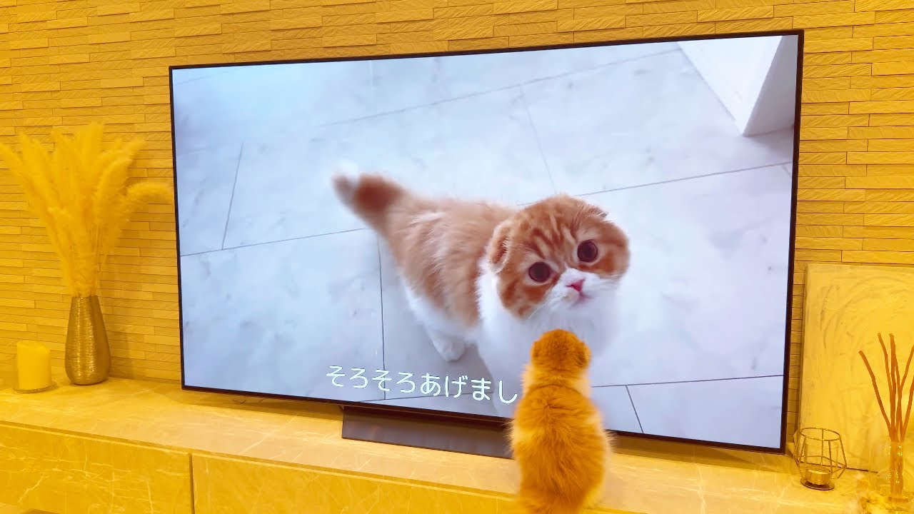 【テレビに自分⁉️】映像に釘付けの猫・もふが可愛すぎて悶絶🐾