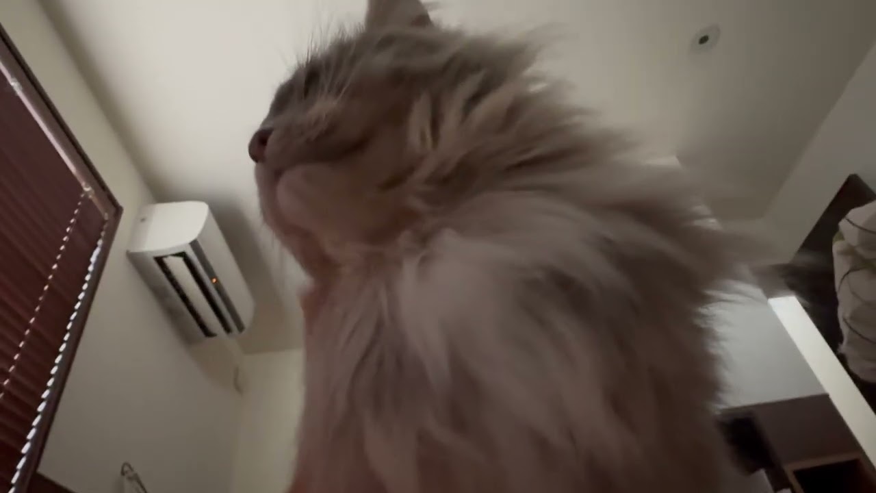 気が済むまで甘える猫　サイベリアンA cat that will pamper itself until it is satisfied. Siberian