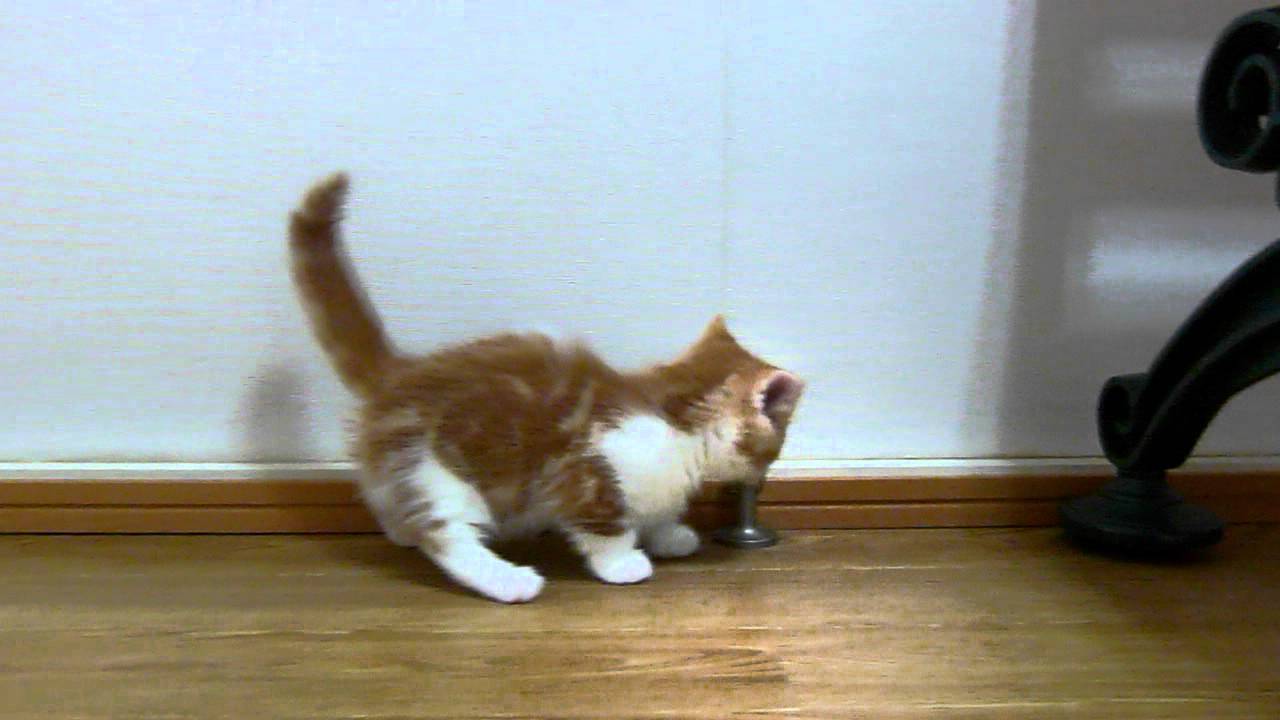 マンチカンの子猫ちゃん