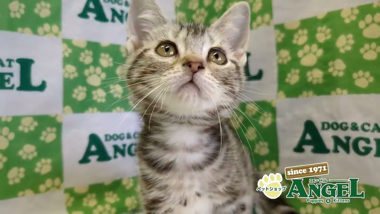 アメリカンショートヘアー 2507002 【ペットショップエンゼル　子犬・子猫販売】