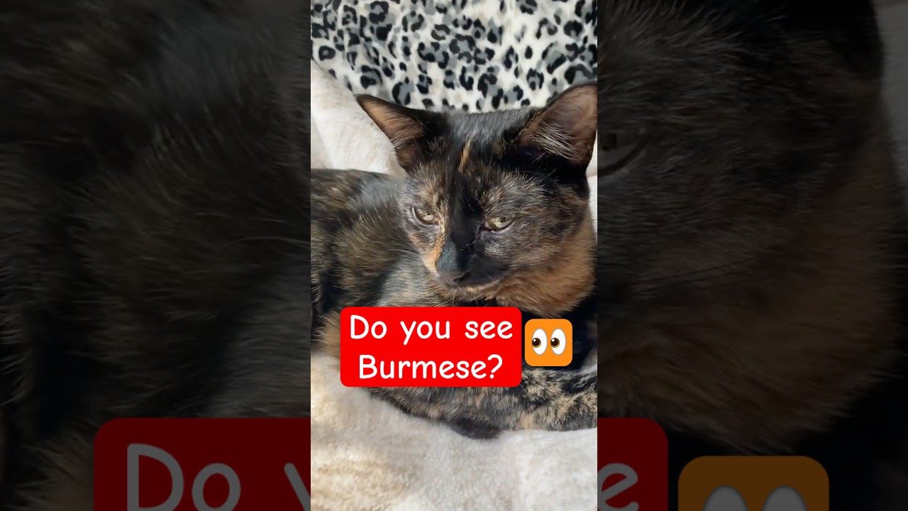 What cat breed is Jojo? #cute #catbreed #burmese #tortie #feralrescue #kitten #cat #fyp #viral