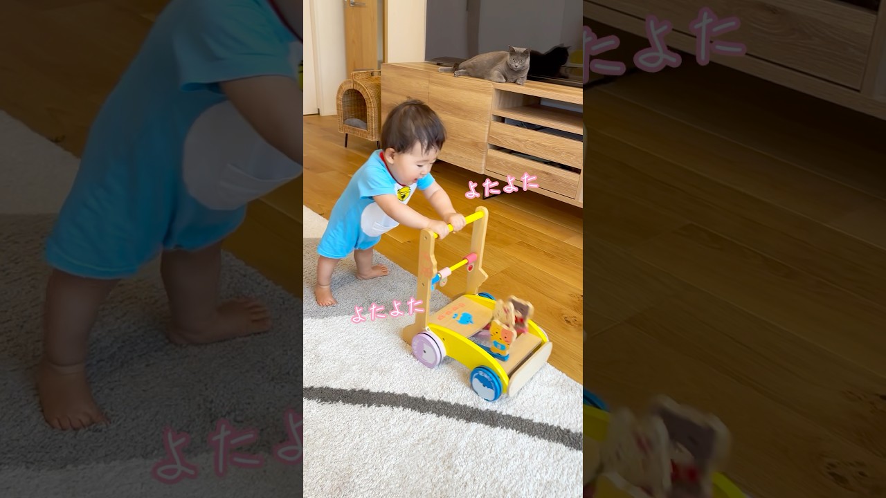 よたよた歩く赤ちゃん👶🏻💧 #1歳 #保護猫 #ロシアンブルー #baby #cat
